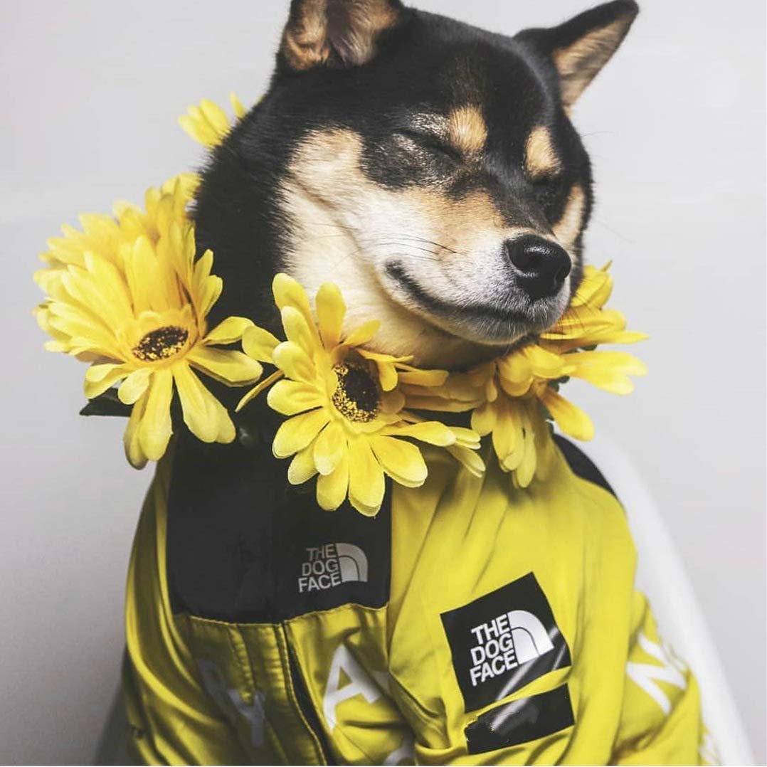 **Waterproof & Windproof Dog Raincoat with Hood - Lightweight Dog Jacket for Small, Medium, Large & XL Dogs (5X-Large, Yellow) - Perfect for Rainy Walks & Outdoor Adventures**