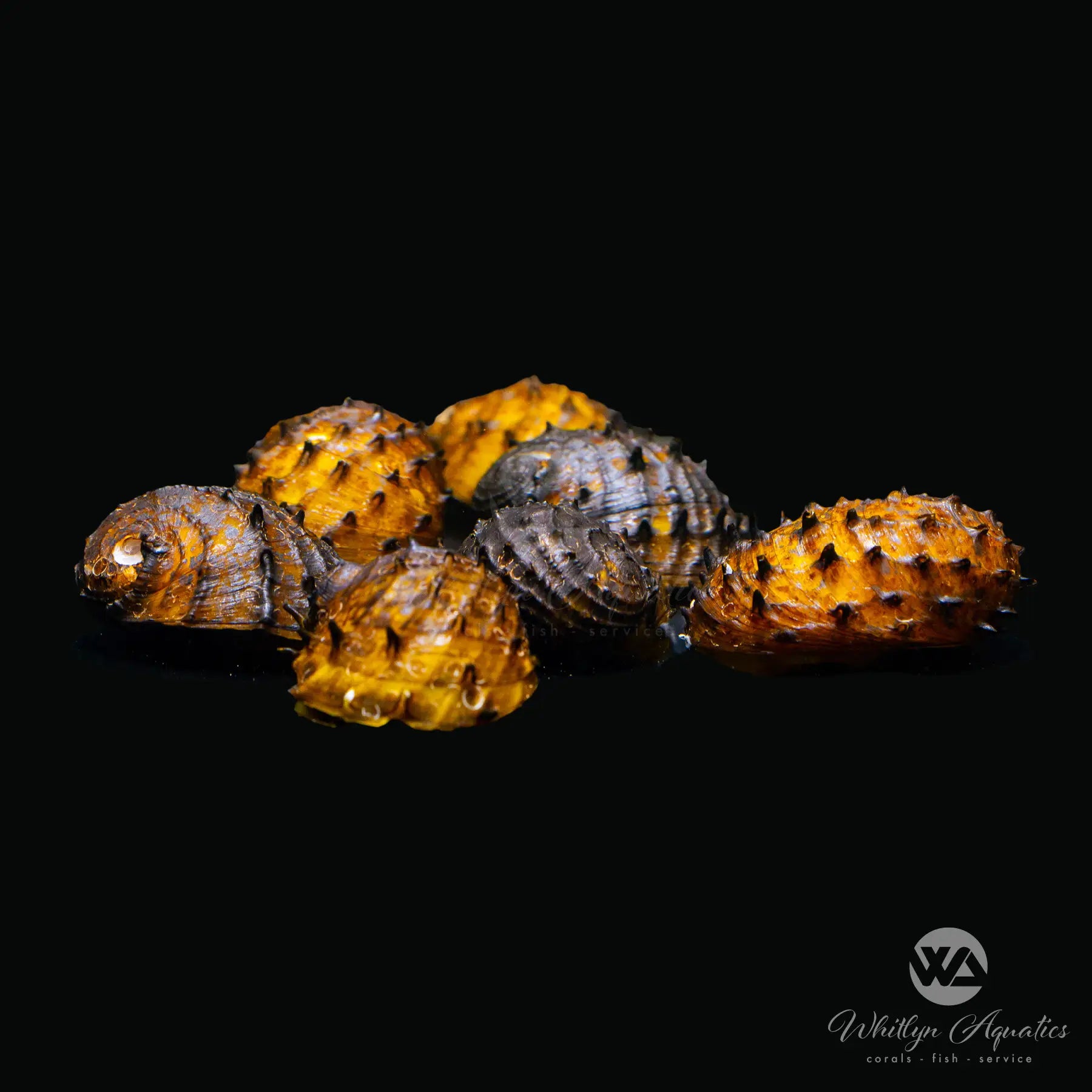 King Koopa Sea Mine Nerite Snail (Neritina juttingae) - Freshwater Aquarium Cleaner for Algae Control | Perfect for Fish Tanks, Planted Aquariums & Aquatic Ecosystems