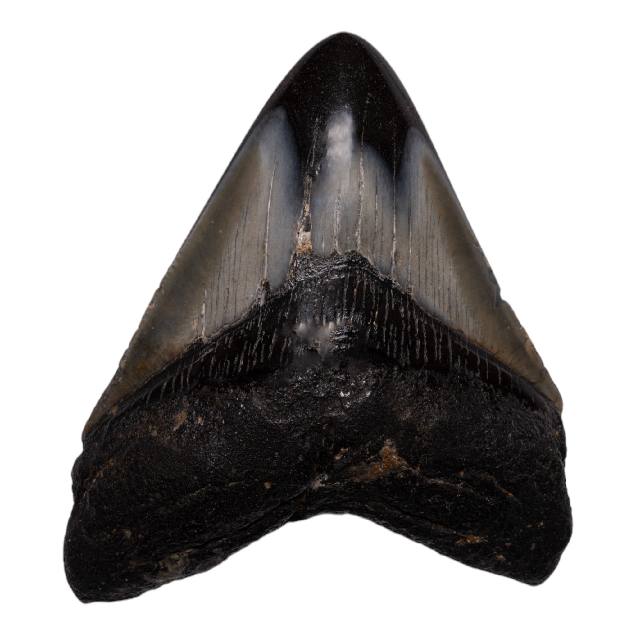 Authentic Megalodon Shark Tooth Fossil - Genuine Collector's Item for Home Decor, Jewelry Making & Paleontology Enthusiasts