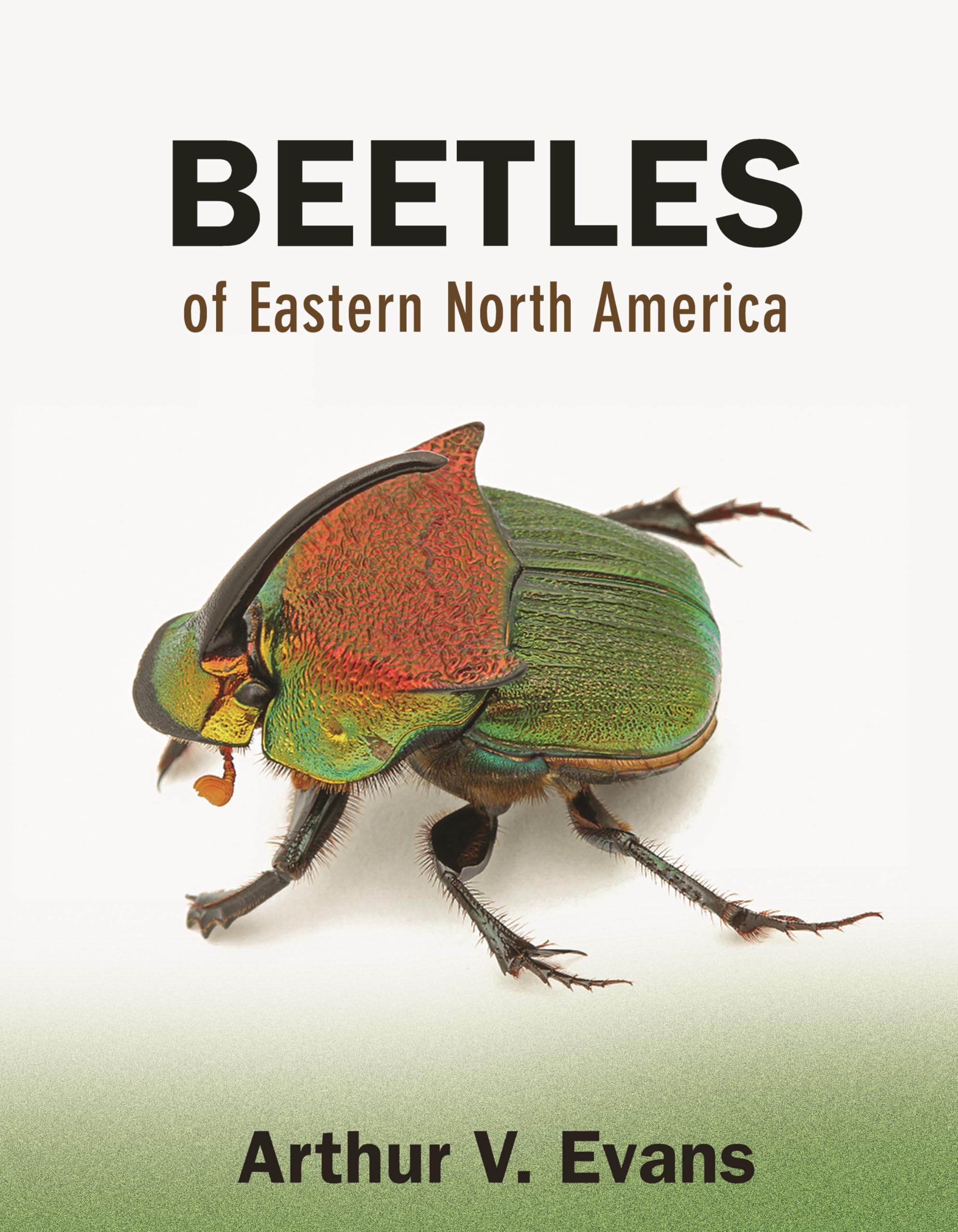 Beetles of Eastern North America - Identification Guide & Species Catalog | Perfect for Entomologists, Nature Enthusiasts & Outdoor Explorers