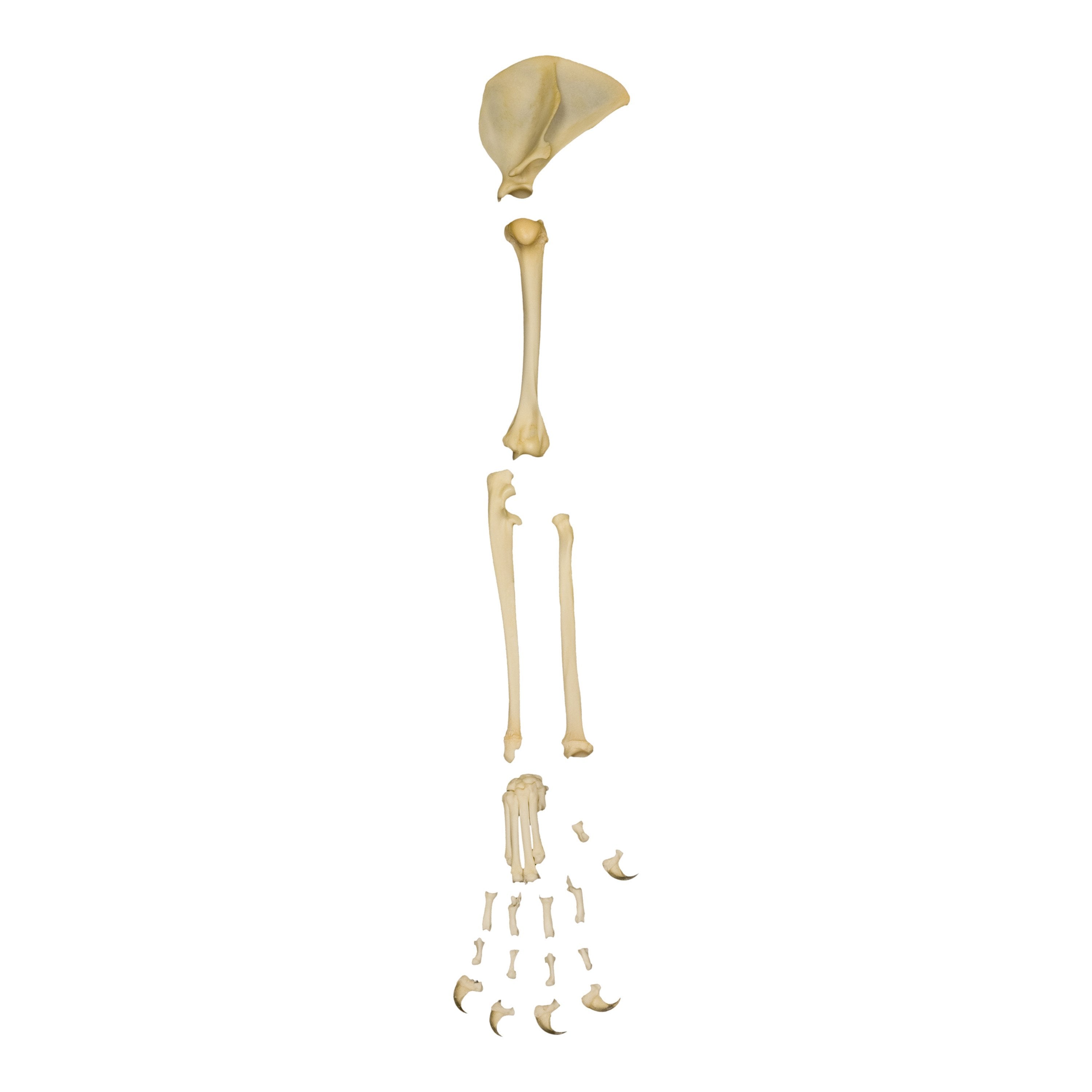 Real Domestic Cat Forelimb Disarticulated Skeleton - Veterinary Study, Anatomy Education & Taxidermy Specimen for Science Classrooms & Medical Training