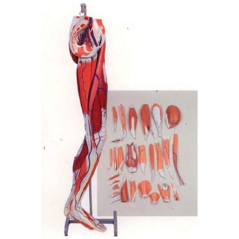 Dissectible Leg Musculature Anatomy Model - A3D Human Muscle Structure for Medical Students & Physical Therapists - Perfect for Classroom Demonstrations & Clinical Studies