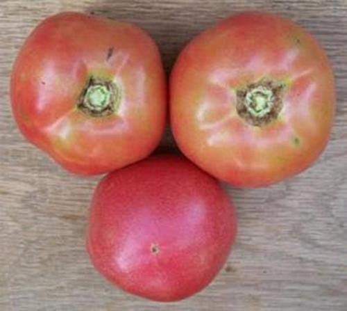 50 Pack Heirloom Tomato Seeds - Non-GMO, Organic, High Yield for Home Garden - Perfect for Planting, Canning, and Fresh Salads