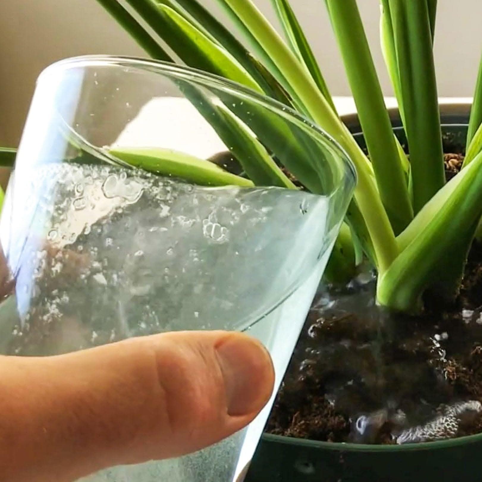 Organic Instant Plant Food - Fast-Acting Fertilizer for Indoor & Outdoor Plants | Perfect for Houseplants, Gardens & Lawns