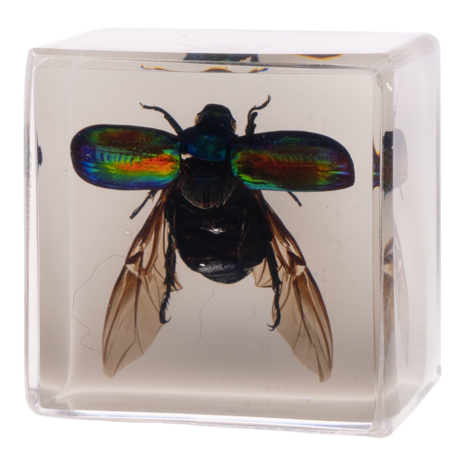 Real Green Rose Chafer Beetle Specimen in Clear Acrylic Cube Display with Strong Magnet - Perfect for Science Classrooms, Nature Collections & Unique Home Decor
