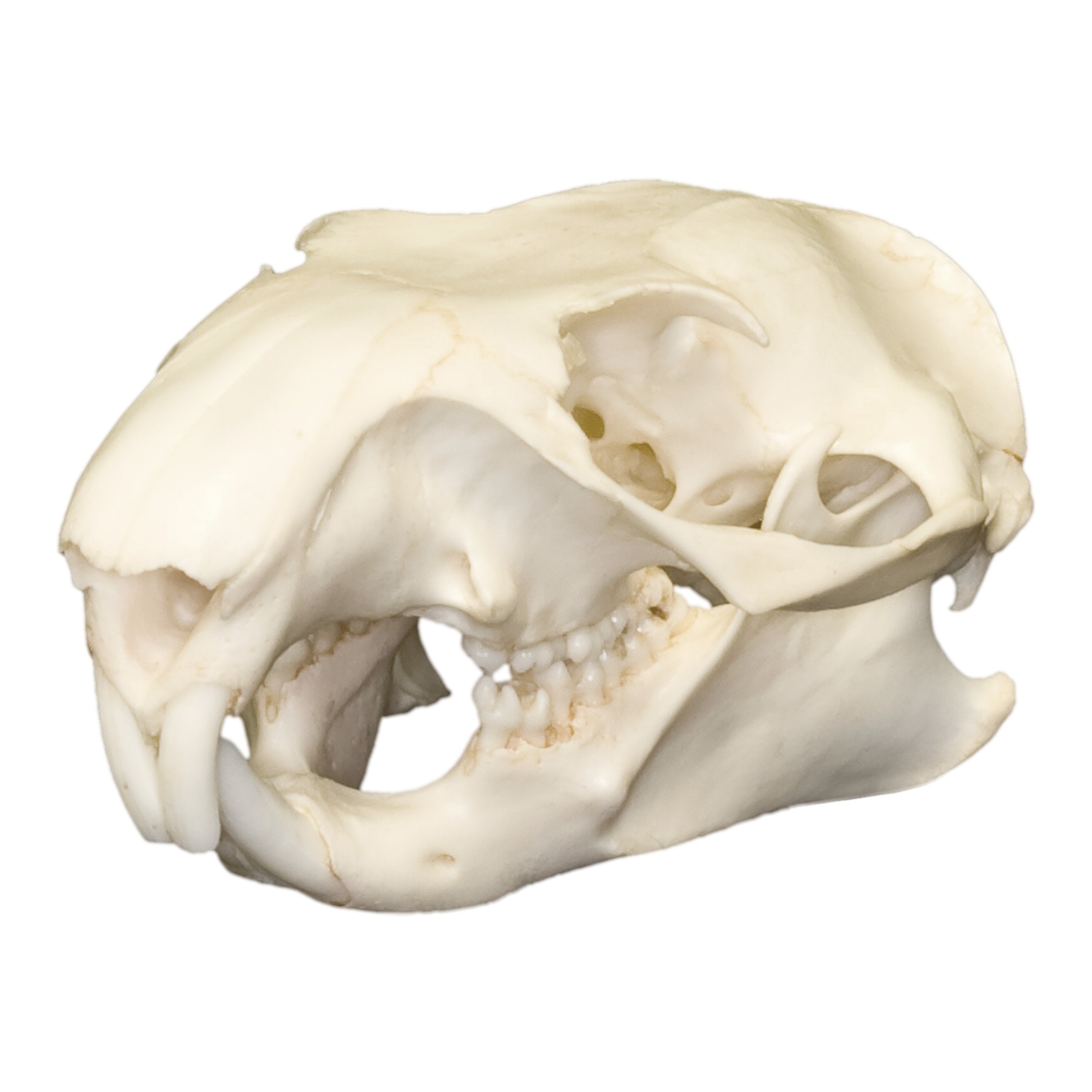 Authentic Real Woodchuck Skull - Genuine Groundhog Skull Specimen for Taxidermy, Biology Study & Oddity Collectors - Perfect for Halloween Decor, Gothic Display & Educational Use