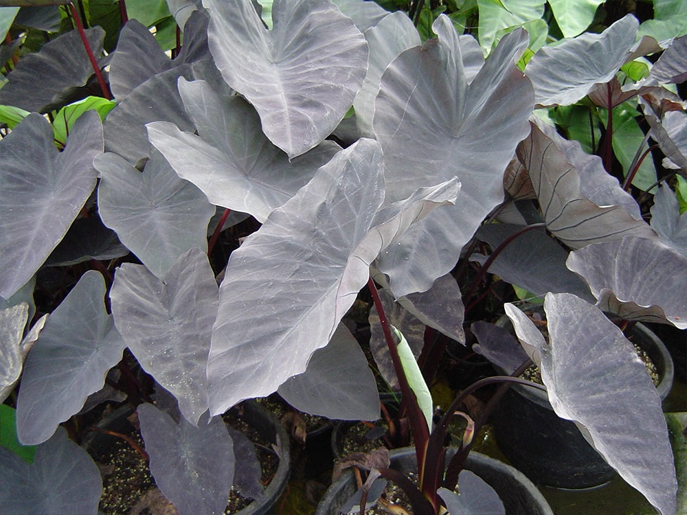 Black Magic Taro Bulbs (Colocasia esculenta) - Exotic Tropical Plant for Garden Landscaping & Container Gardening