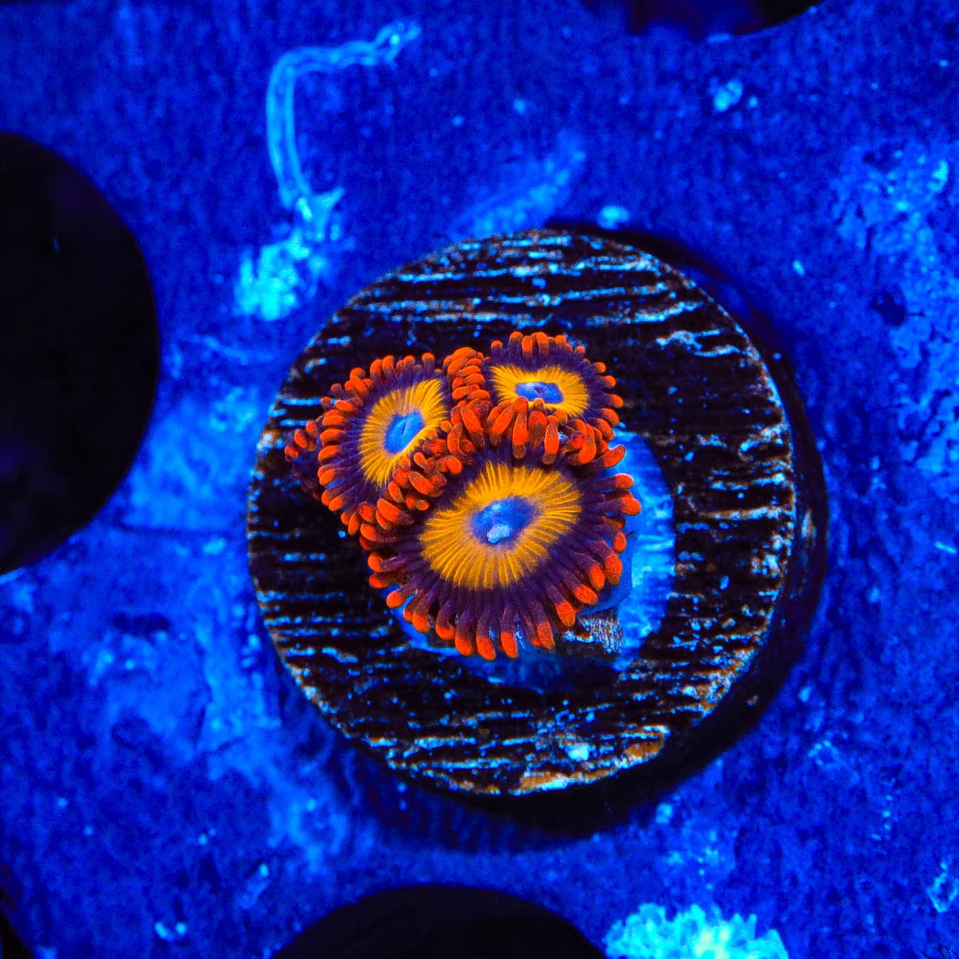 Premium Blue Eye Blondie Zoanthids Coral for Saltwater Aquariums - Vibrant Coral for Reef Tanks & Marine Displays
