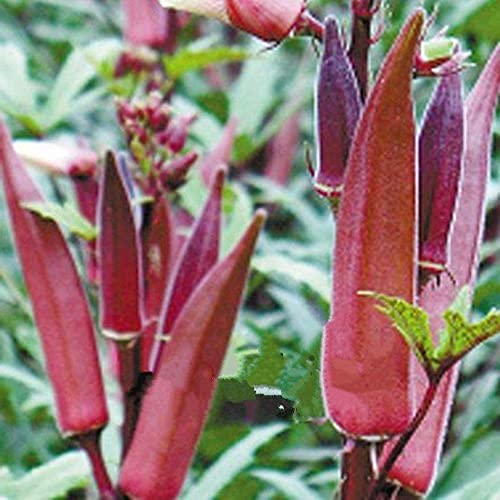 Organic Red Burgundy Okra Seeds (50 Count) - Non-GMO Heirloom Vegetable Seeds for Planting, Rare Delicious Okra with Beautiful Color | Perfect for Home Garden, Farm, and Culinary Use