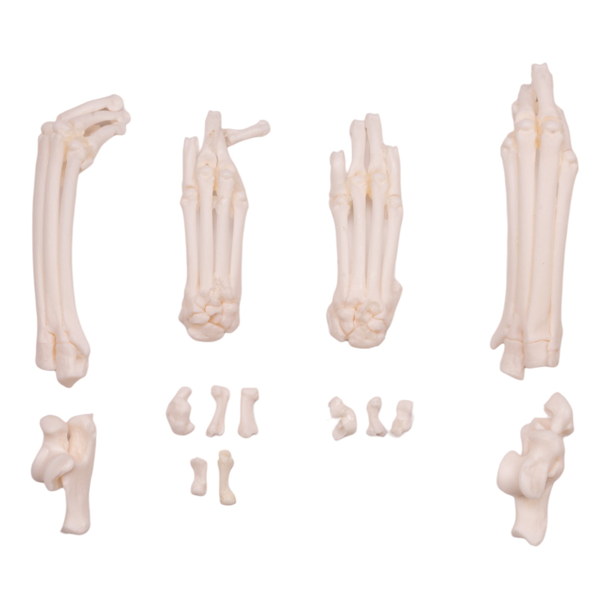Premium Real Domestic Cat Foot - Natural & Durable for Taxidermy, Oddity Collections, and Gothic Decor | Unique Home Decor & Halloween Props