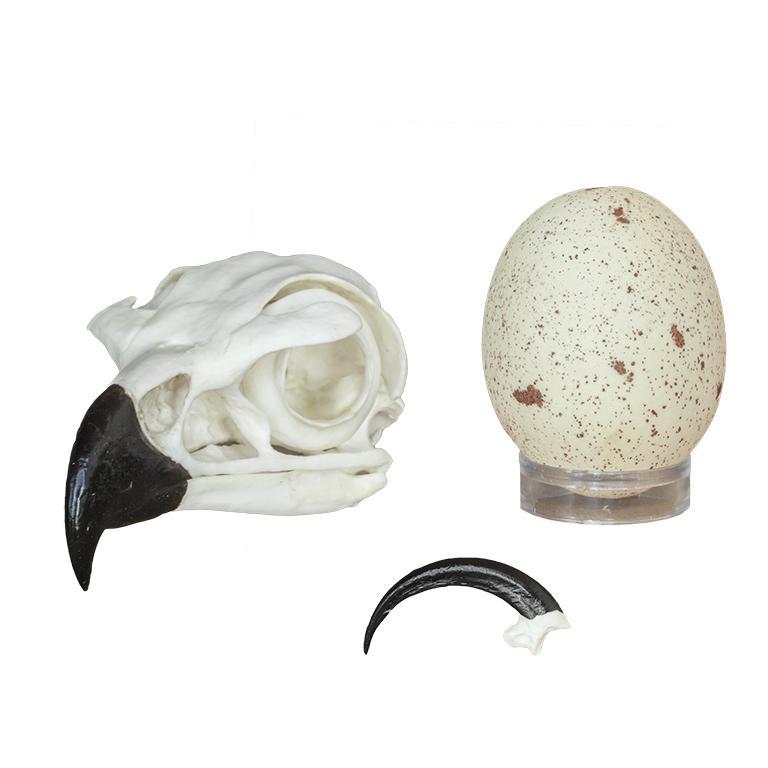 Authentic Golden Eagle Skull, Talon & Egg Replica Set - Realistic Collectible for Home Decor, Gothic Display & Unique Gift Ideas