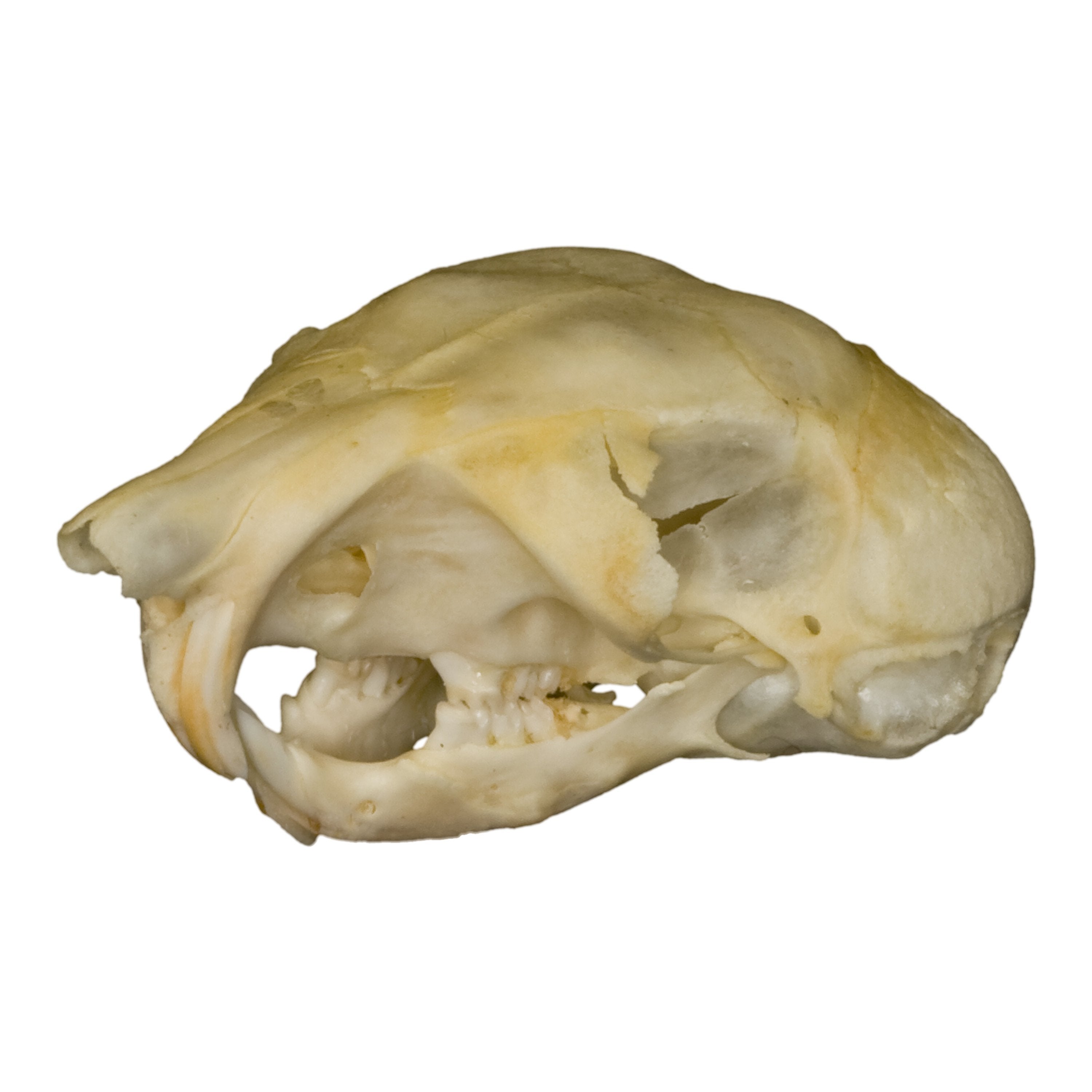 Authentic Kangaroo Rat Skull Specimen - Perfect for Science Classrooms, Biology Studies & Oddity Collectors | Educational Display, Taxidermy Art & Gothic Decor
