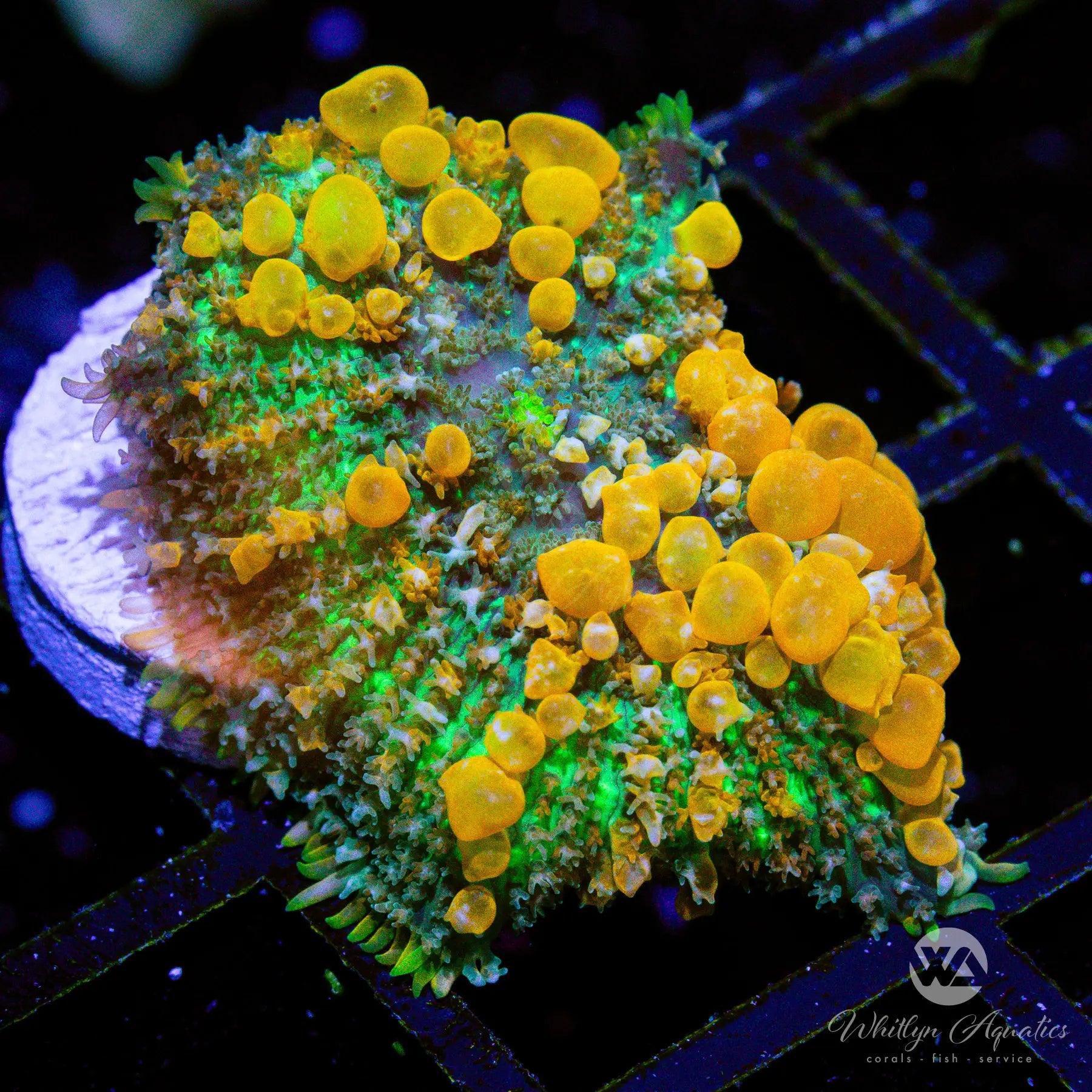 A10 Sunkist Bounce Mushroom Coral - Premium WYSIWYG Live Coral for Saltwater Aquariums | Perfect for Reef Tanks & Marine Aquascaping