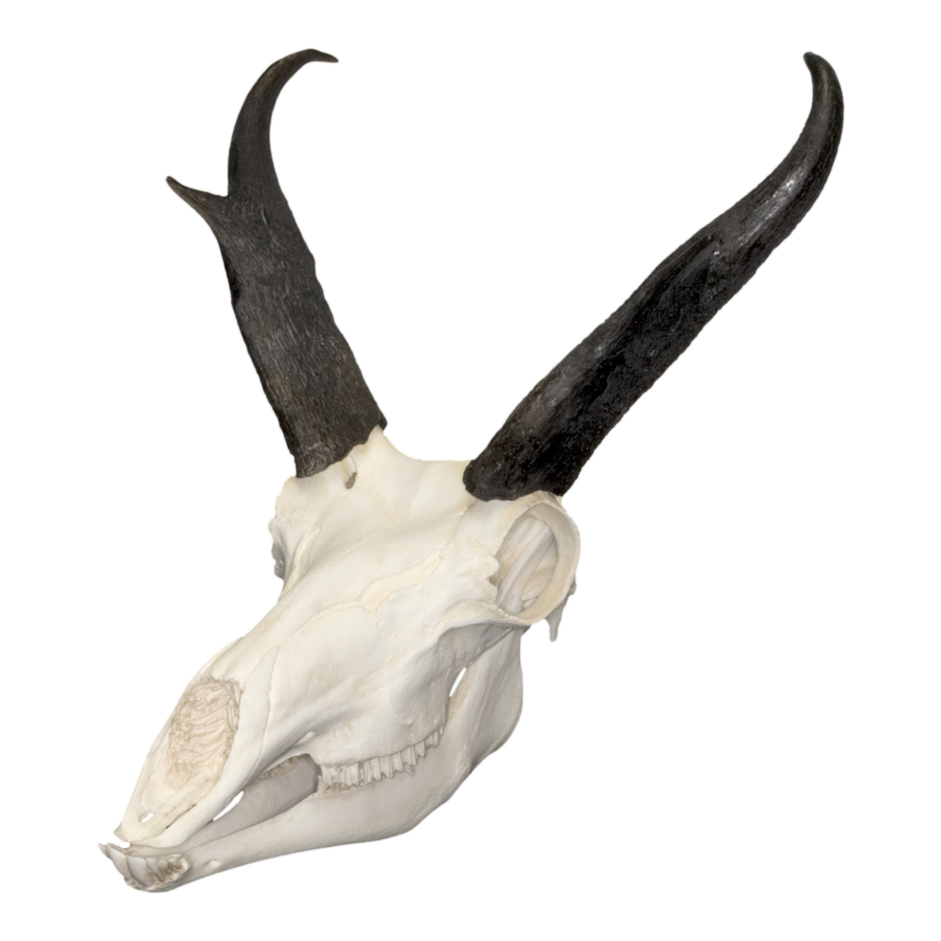 Authentic Replica American Pronghorn Skull - Lifelike Taxidermy Decor for Hunting Lodge, Cabin & Western Home Decor | Perfect for Man Cave, Rustic Wall Art & Wildlife Enthusiasts