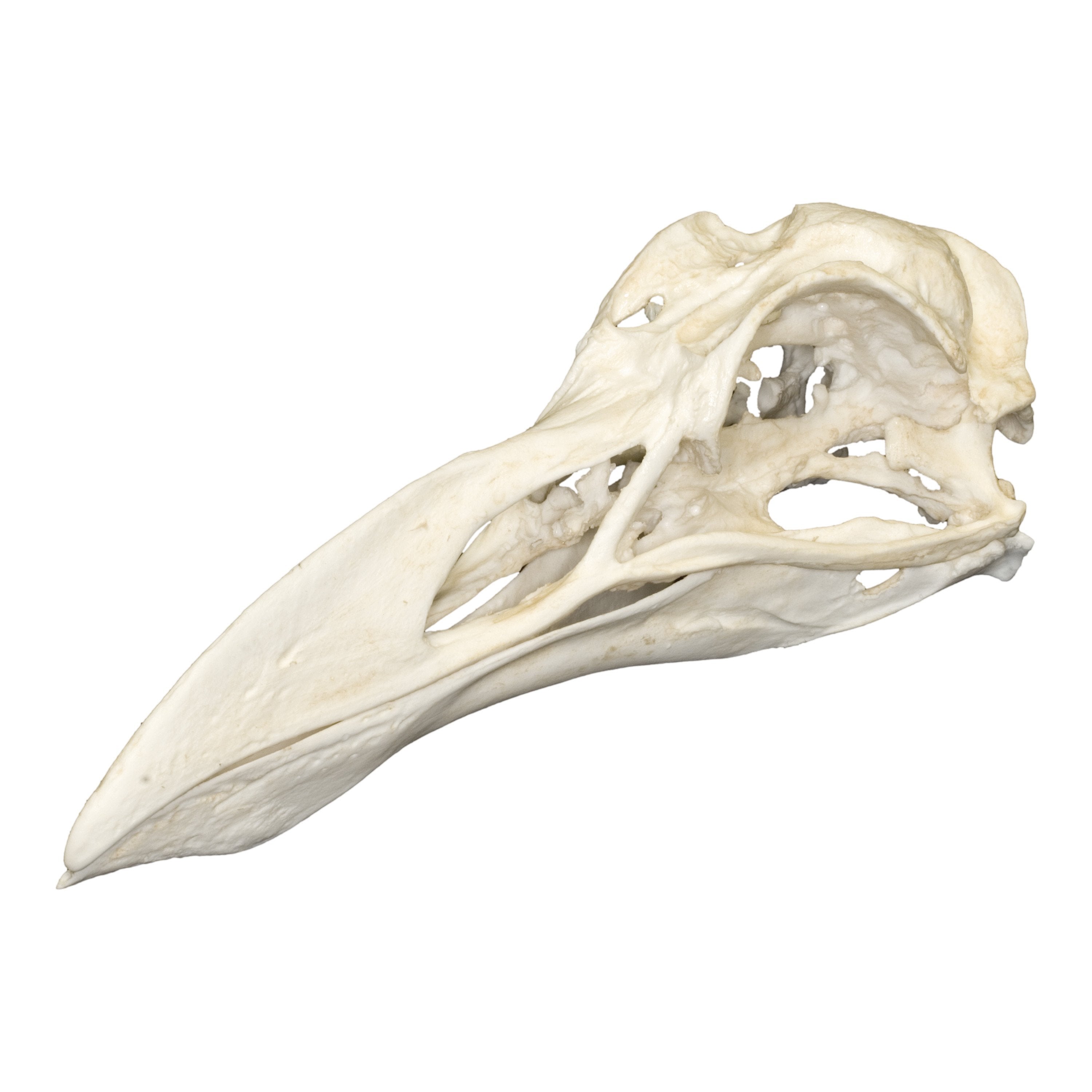 Authentic Replica Great Auk Skull - Extinct Bird Fossil Reproduction for Home Decor, Museum Display & Educational Collections