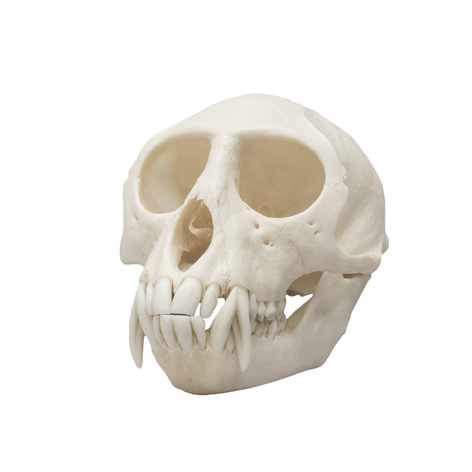 Authentic Vervet Monkey Skull - Male Specimen for Collectors, Taxidermy & Scientific Study | Perfect for Oddity Cabinets, Gothic Decor & Biology Classrooms