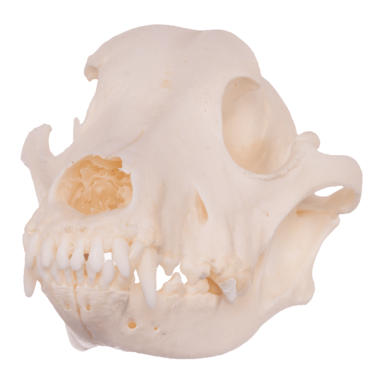 Authentic Domestic Dog Skull - Real Husky Skull Specimen for Veterinary Study, Taxidermy & Educational Display | Perfect for Science Classrooms, Oddity Collections & Halloween Decor