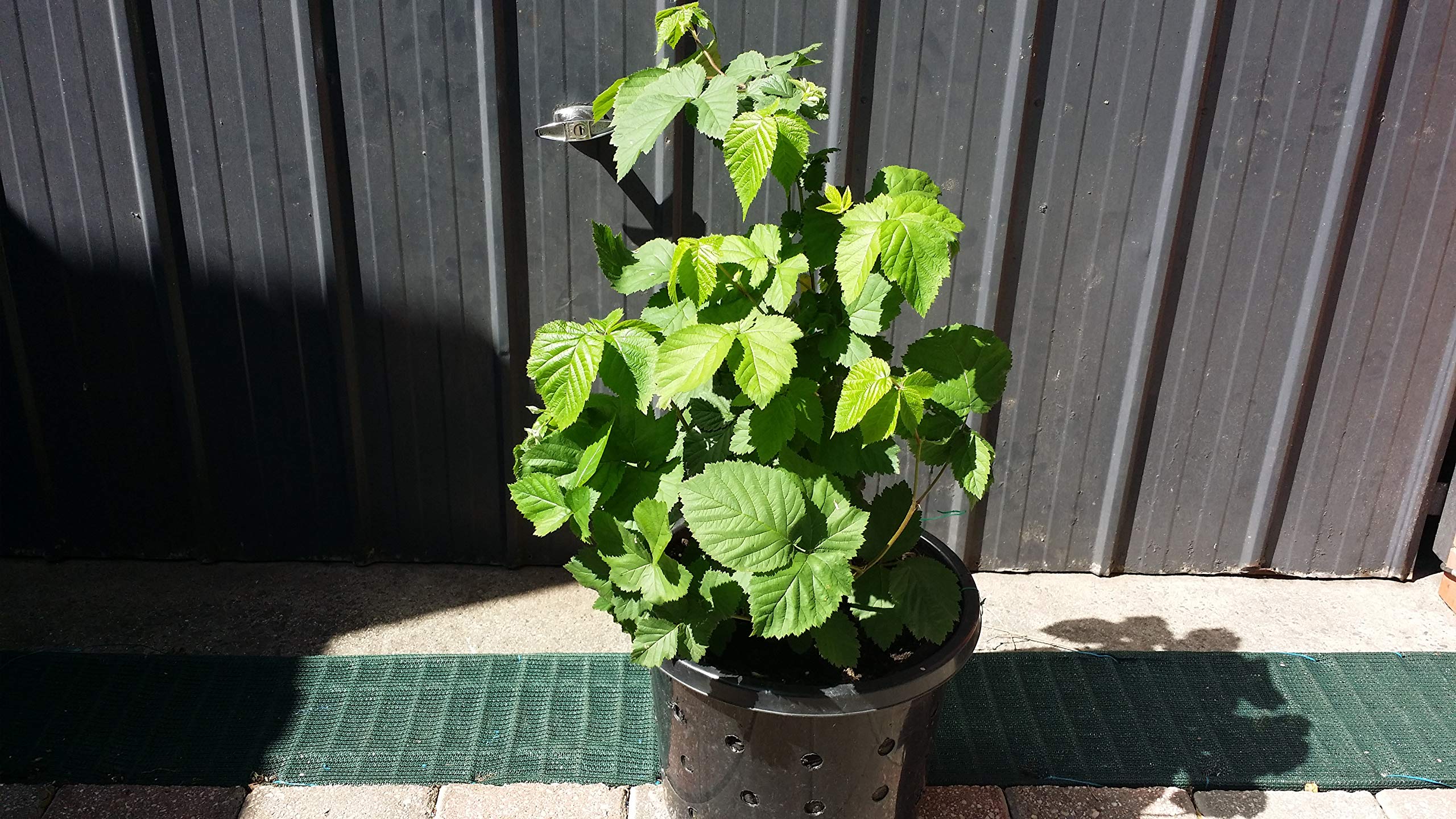 BlackBerry Plants - 3 Live Plants in 1 Gallon Pots - Seasonal Variety - Healthy Indoor Outdoor Kitchen Garden Berries - Perfect for Home Gardening, Landscaping & Fresh Berry Harvesting