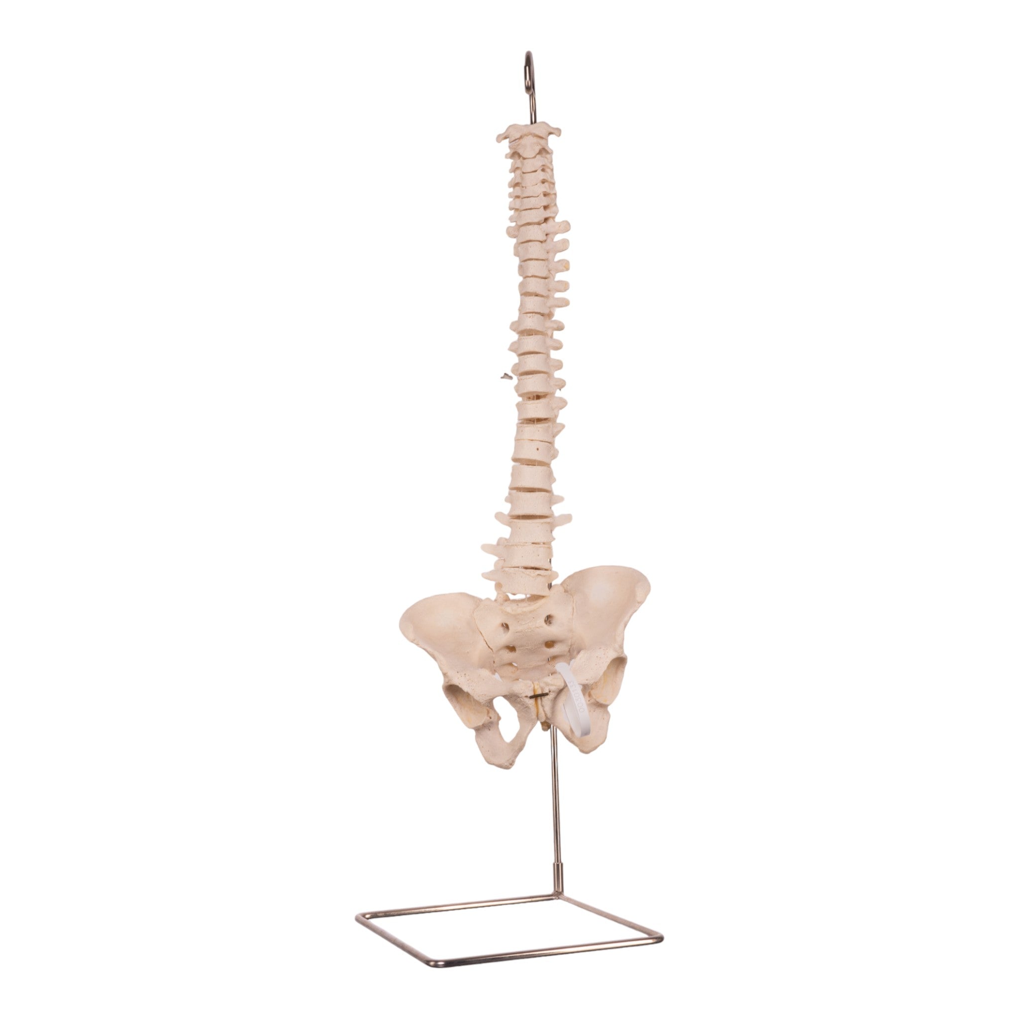 Authentic Human Spine, Sacrum & Pelvis - Medical Anatomy Model for Students, Doctors & Researchers | Perfect for Medical Education, Study & Display