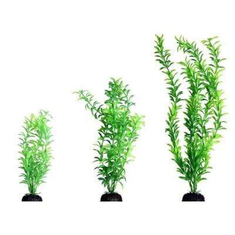 Aqua One Ecoscape Green Ludwigia Live Aquatic Plant for Aquariums - Perfect for Fish Tanks, Aquascaping & Water Gardens