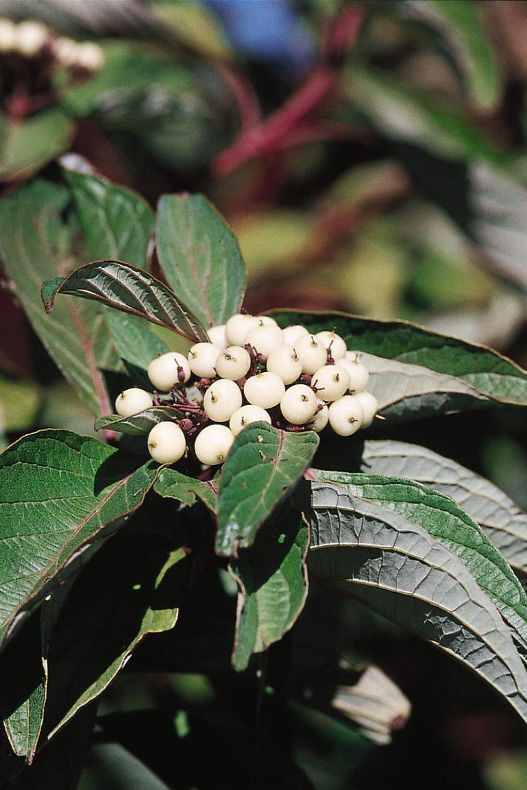 Red Twig Dogwood 'Baileyi' (Cornus sericea) - #5 Container Size | Vibrant Red Stems for Year-Round Garden Interest | Perfect for Winter Landscapes, Hedges & Erosion Control