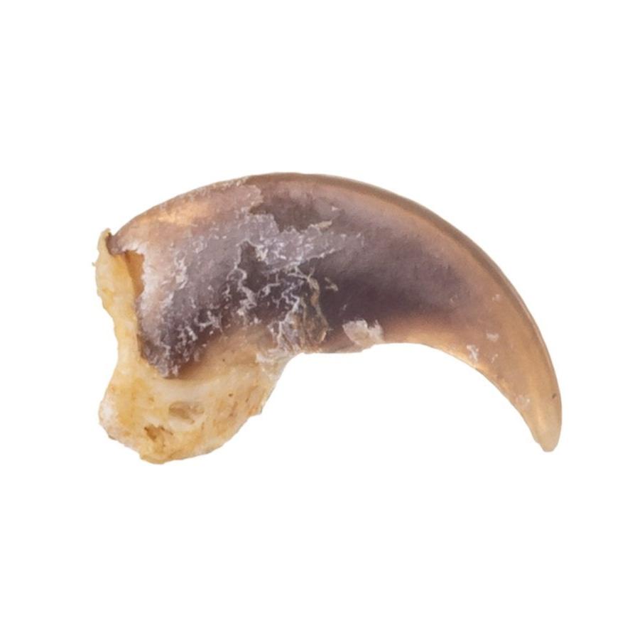 Authentic Real Raccoon Claw Pendant - Natural Animal Talisman for Jewelry Making, Witchcraft & Spiritual Protection - Perfect for Necklaces, Bracelets & Ritual Use