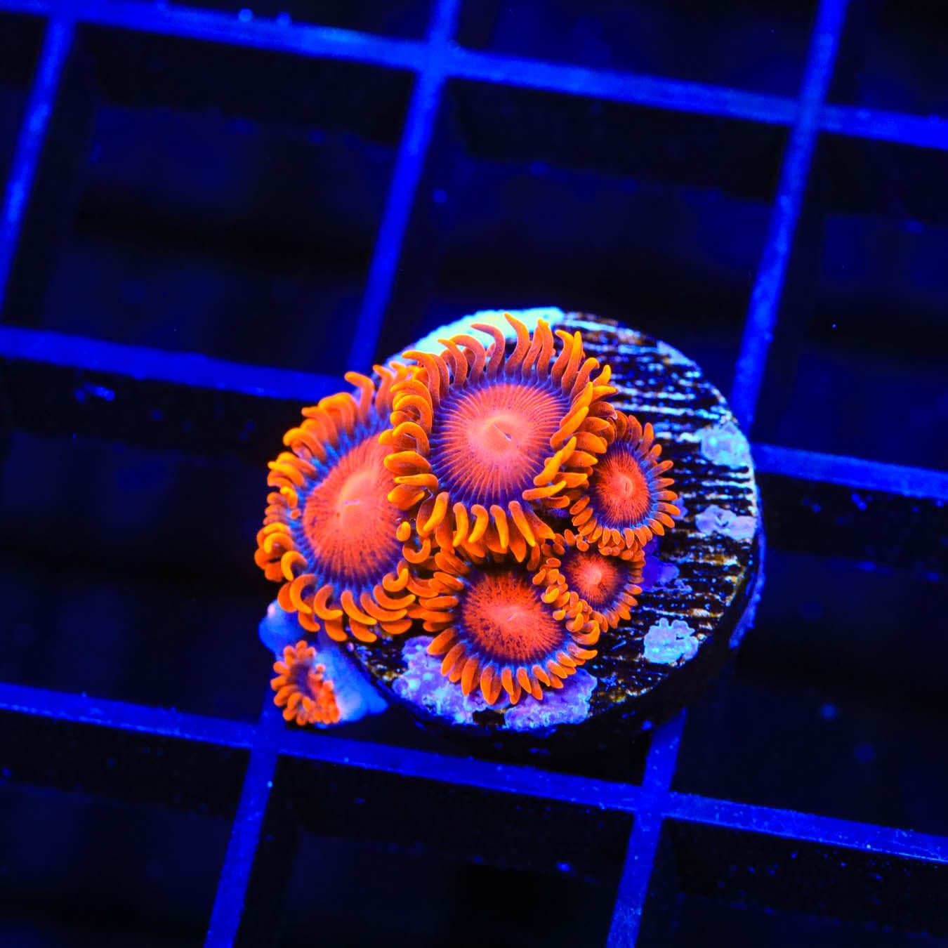 Bam Bam Zoanthids Coral - Vibrant Saltwater Aquarium Coral for Reef Tanks | Perfect for Marine Aquascaping & Coral Propagation