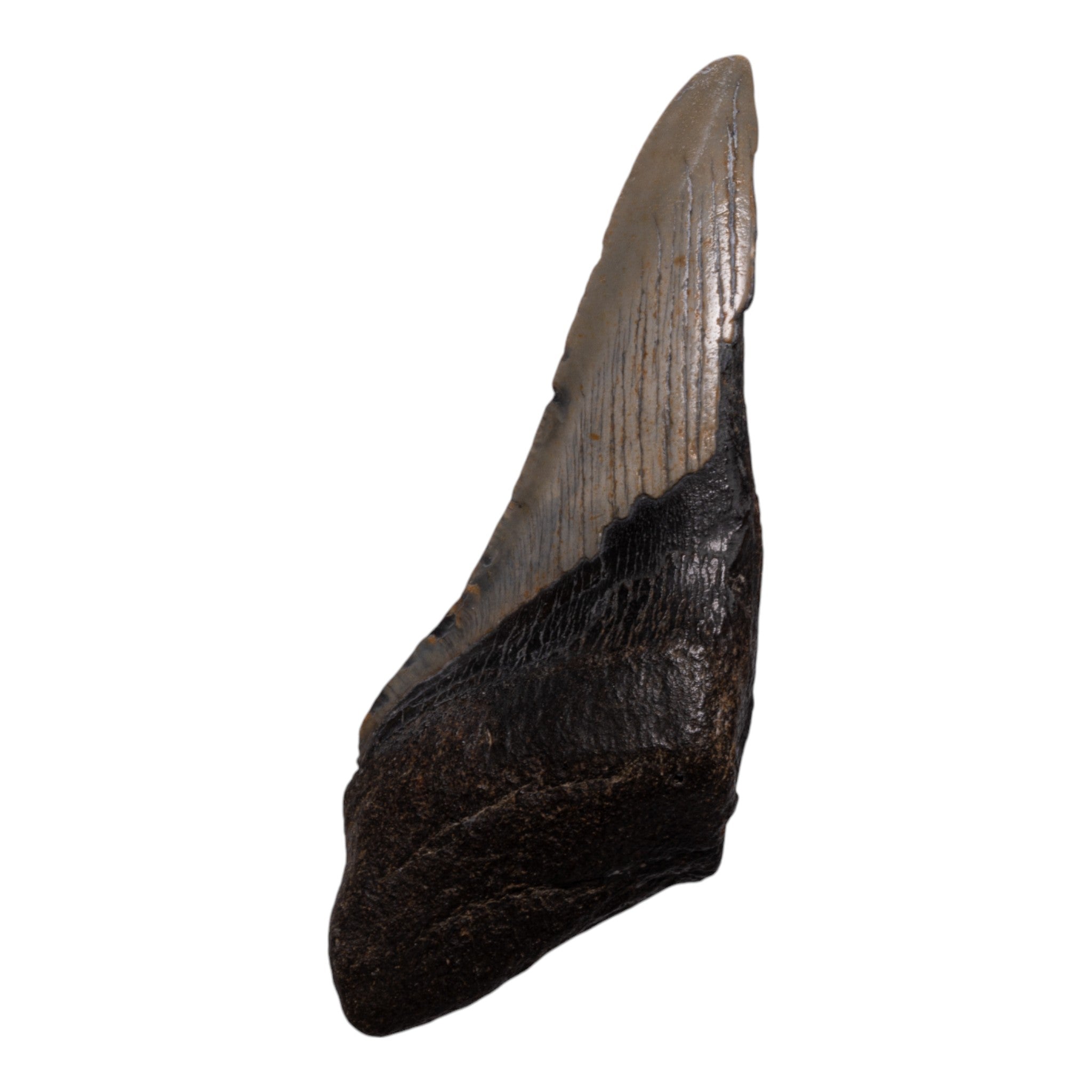 Authentic Megalodon Shark Tooth Fossil - Half Size - Perfect for Collectors, Jewelry Making, and Educational Displays