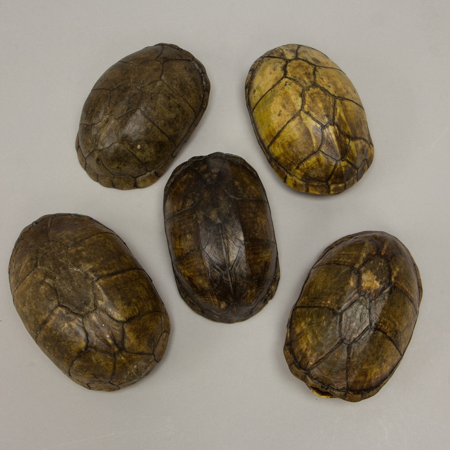 Authentic South American Scorpion Mud Turtle for Sale - Exotic Pet Reptile for Enthusiasts | Perfect for Home Aquariums & Terrariums