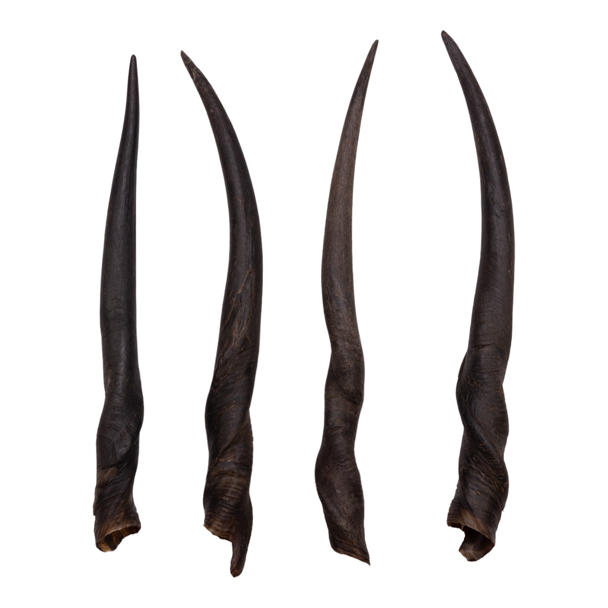 Authentic Eland Horn for Women - Handcrafted Jewelry & Home Decor, Perfect for Boho Chic Style, Spiritual Healing, and Unique Gifts