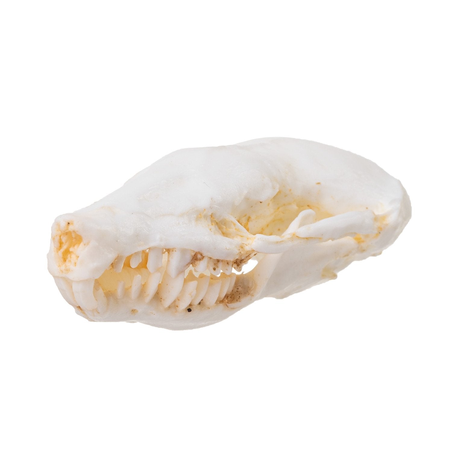 Authentic Replica Eastern Mole Skull - High-Quality Animal Skull Model for Science Education, Biology Study & Taxidermy Display - Perfect for Classroom, Museum & Home Decor