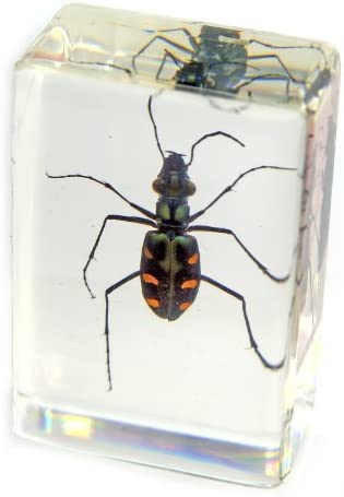 Real Green Tiger Beetle Encased in Clear Acrylic Paperweight - Small Insect Display for Desk Decor, Science Education & Unique Gift Idea