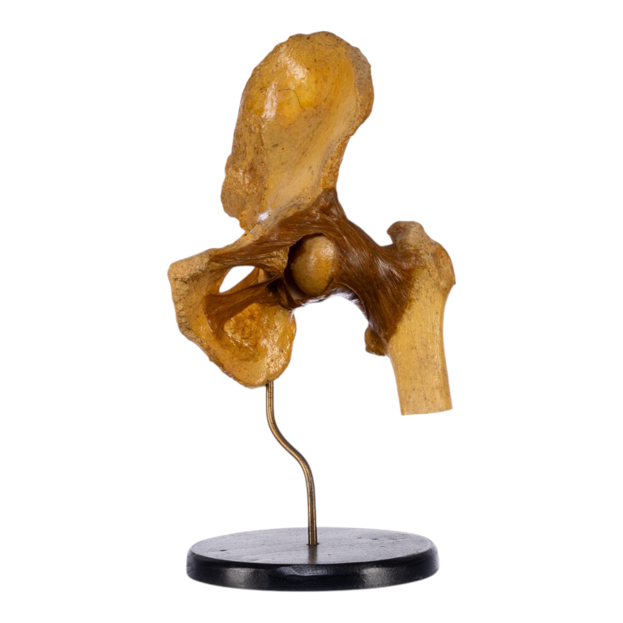 Authentic Human Left Hip Joint Specimen on Display Stand - Ideal for Medical Education, Anatomy Studies & Research