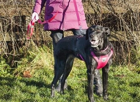 Canine Friendly Frambuesa Vented Vest Harness V2 - Breathable Mesh Dog Harness for Small & Medium Dogs - Perfect for Walking, Hiking & Outdoor Adventures