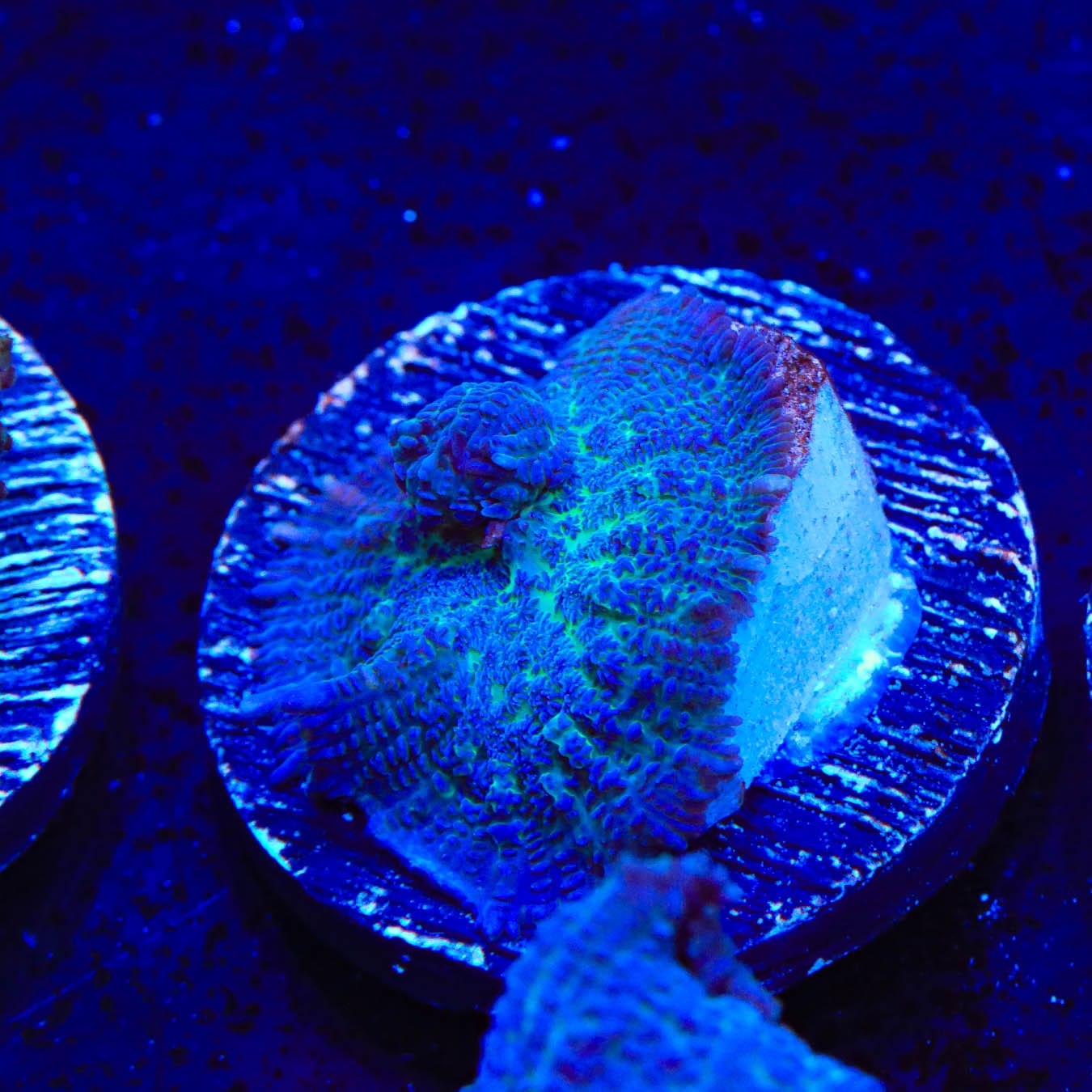 Blue Rhodactis Mushroom Coral for Saltwater Aquariums - Vibrant Marine Coral for Reef Tanks & Nano Aquascaping