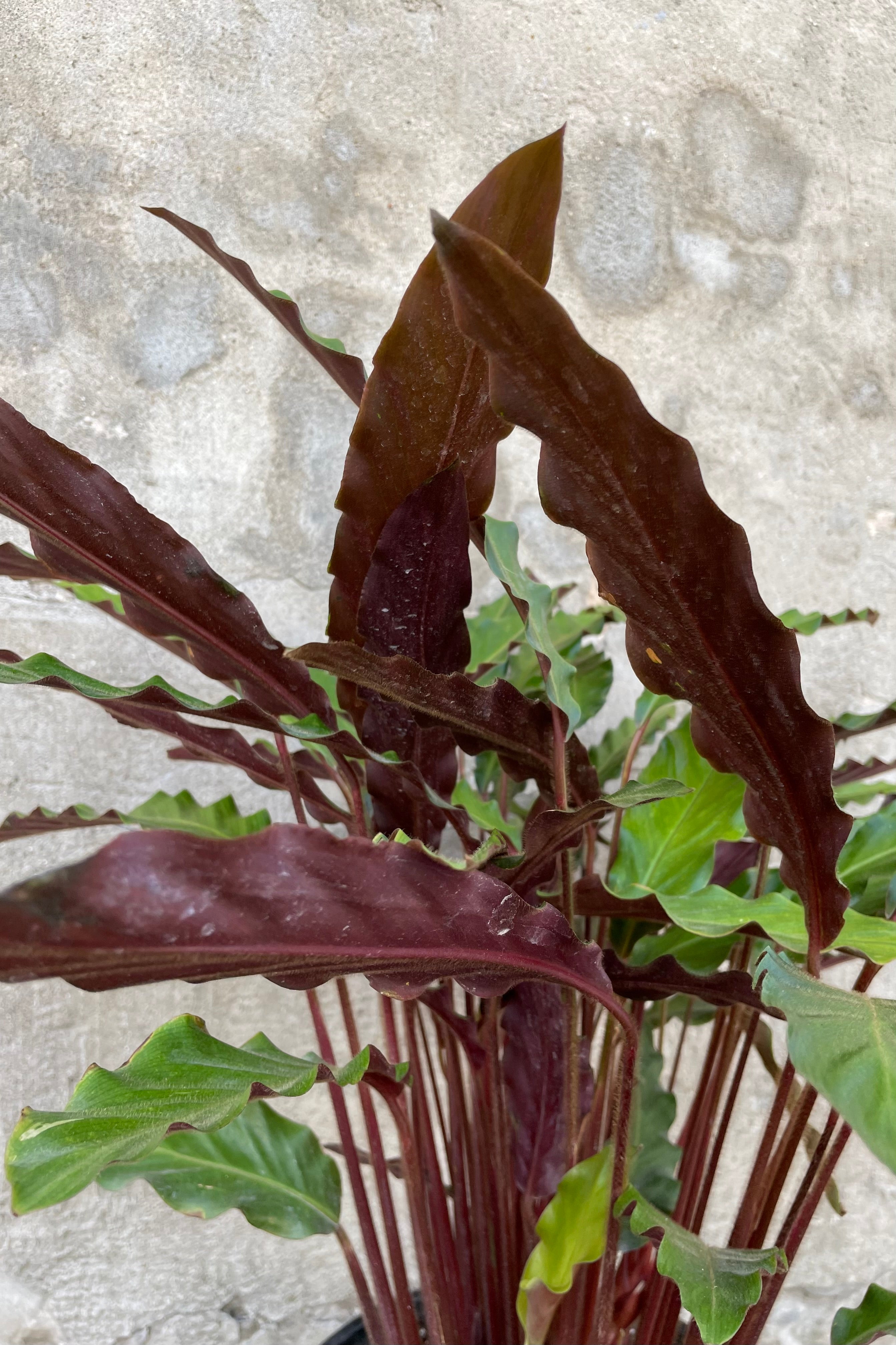 Calathea Rufibarba - 10