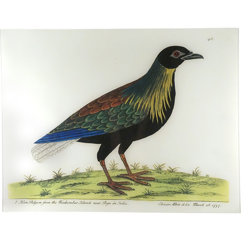 Albin's Hen Pigeon - Premium Quality Pigeon for Sale | Perfect for Bird Lovers, Homing Pigeons & Backyard Poultry Farming