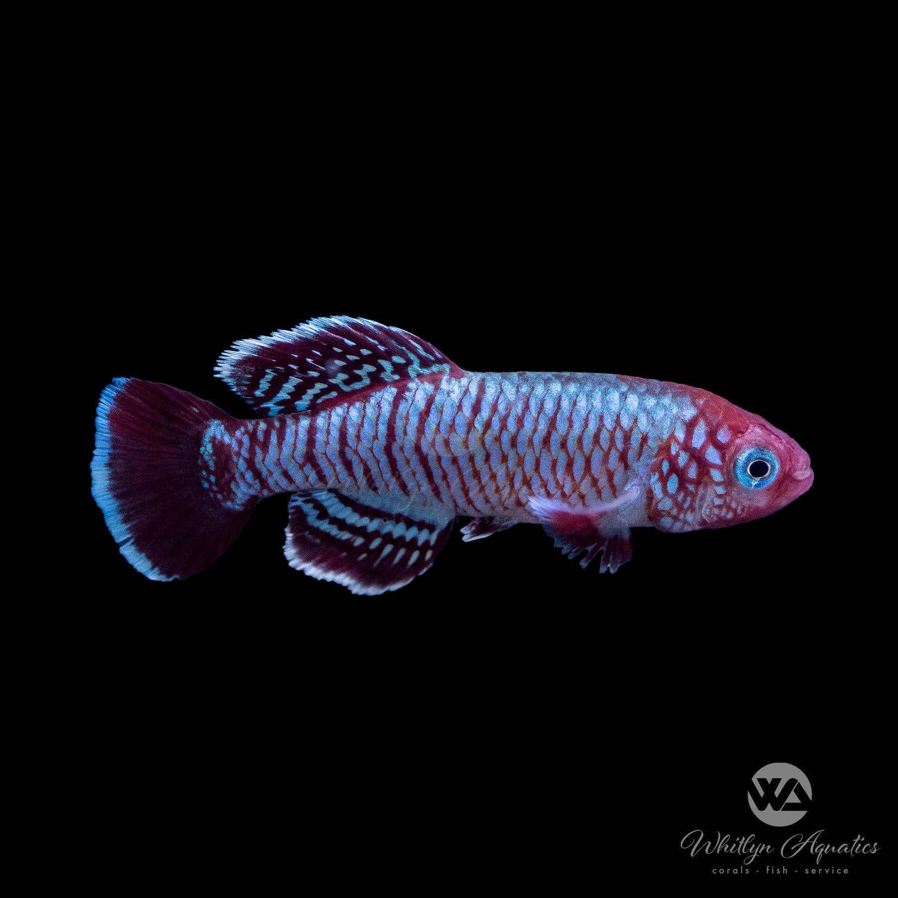 Blue Egger's Killifish (Nothobranchius eggersi) - Live Aquarium Fish for Freshwater Tanks, Perfect for Community Aquariums and Breeding Projects