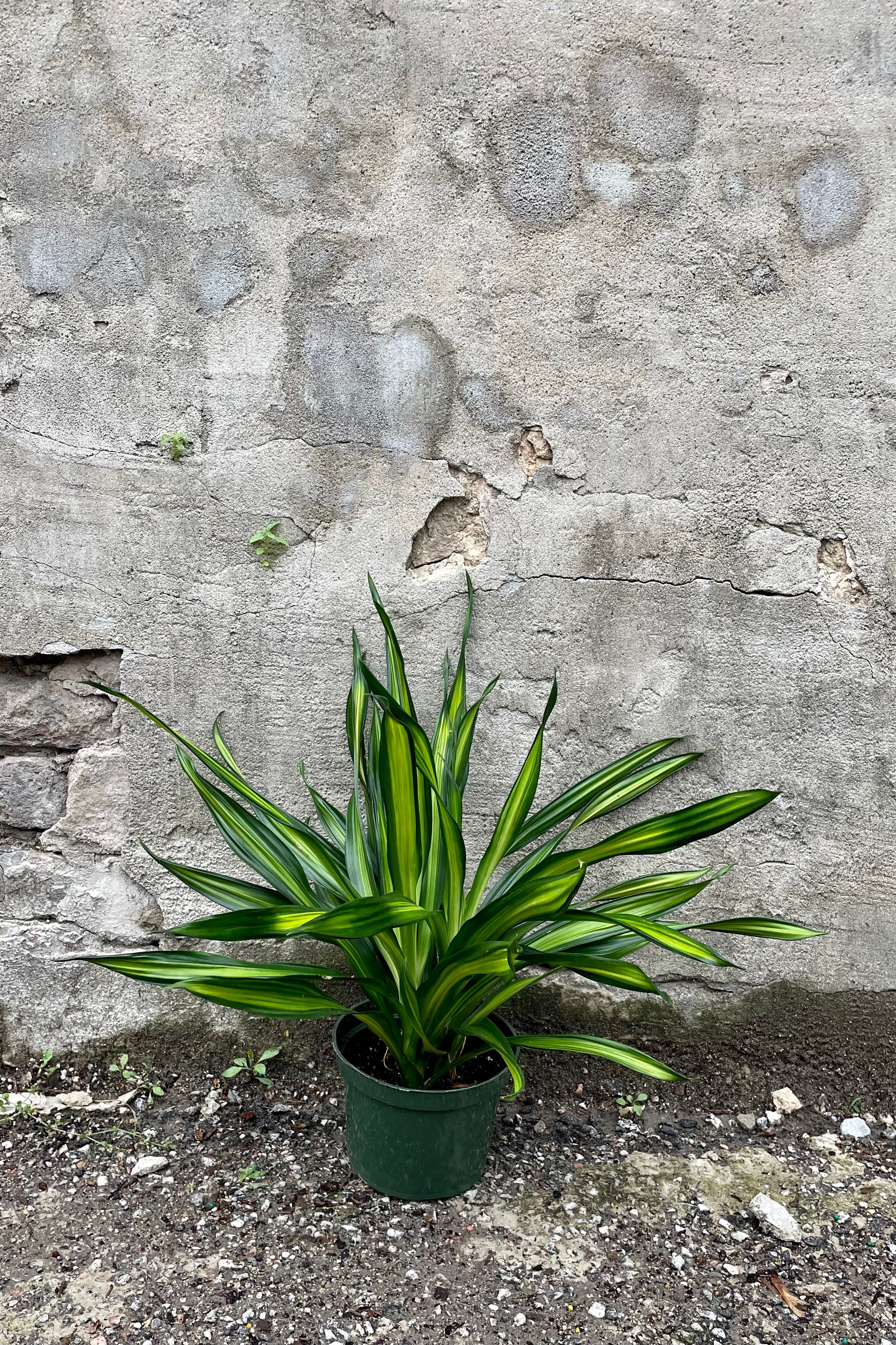 Dracaena Deremensis 'Rikki' - 6 Inch Indoor Tropical Plant for Home & Office Decor | Perfect for Living Rooms, Bedrooms, and Workspaces