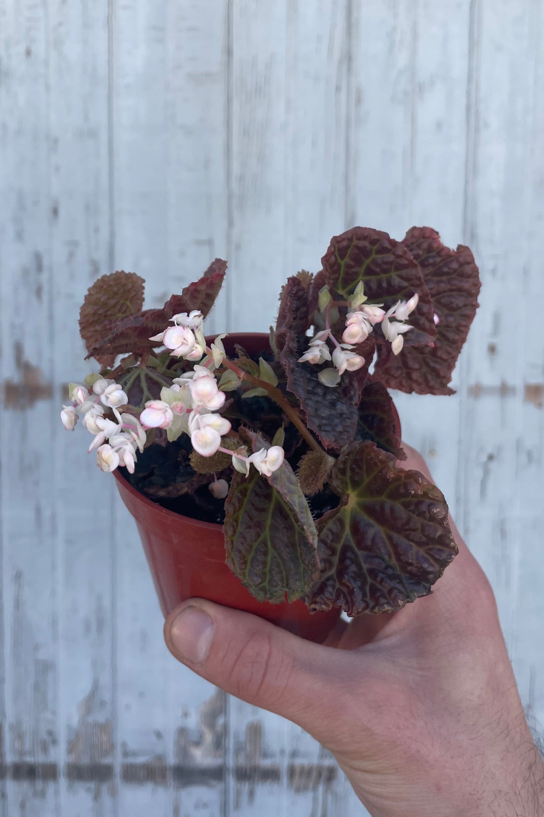 Begonia 'Ruby Dragon' 4