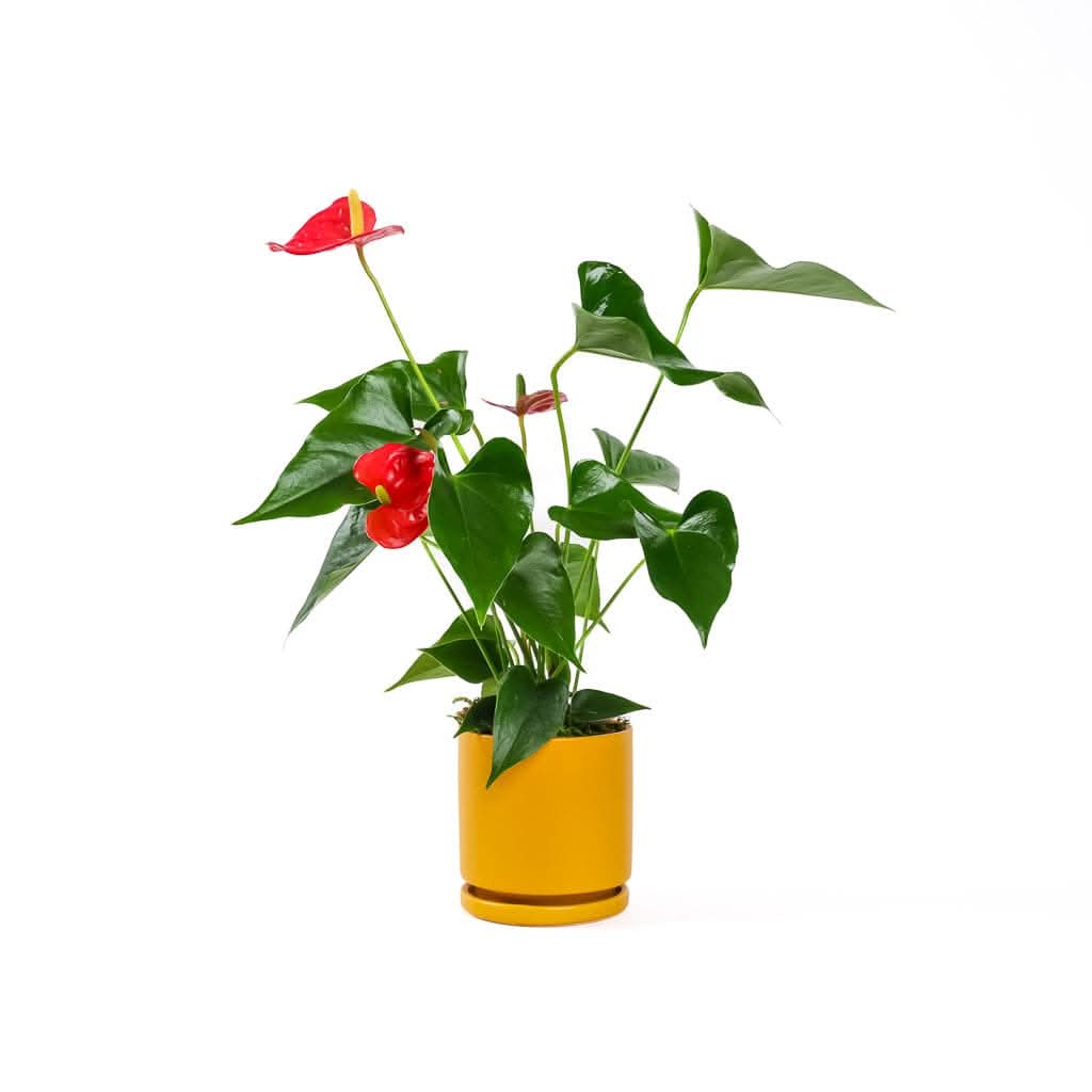 Small Gemstone Potted Anthurium - Live Indoor House Plant with Natural Stones - Perfect for Home Decor, Office Desk & Gift Giving
