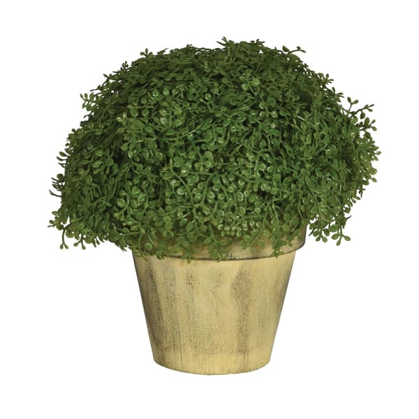 Succulent Baby's Tears Plant in Pot - Perfect for Indoor Home Decor, Office Desk, and Terrarium Gardens