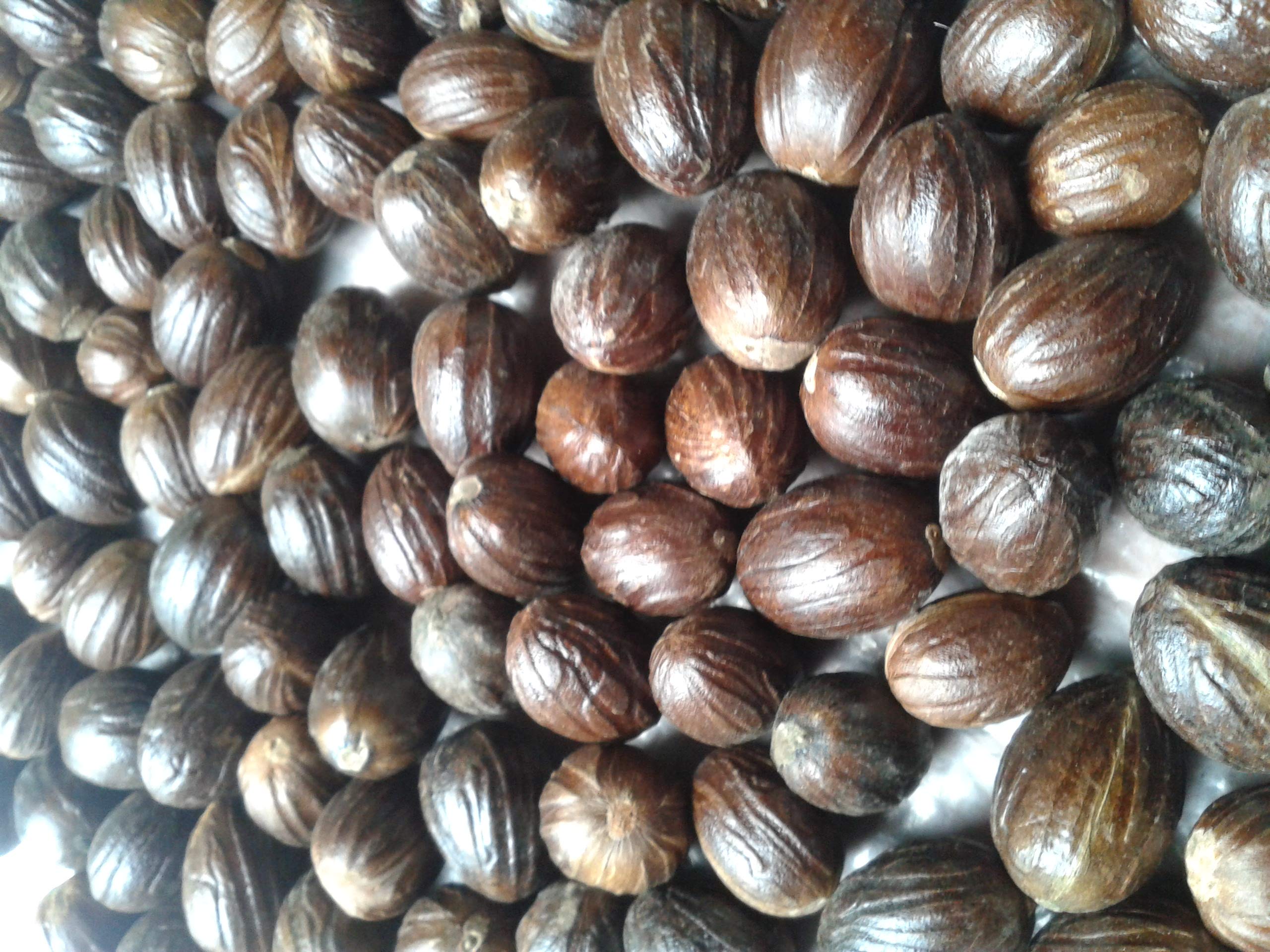 Organic Whole Nutmeg A+ Grade (1oz, Approx 6 Nuts) - Premium Spice for Baking, Cooking & Holiday Recipes