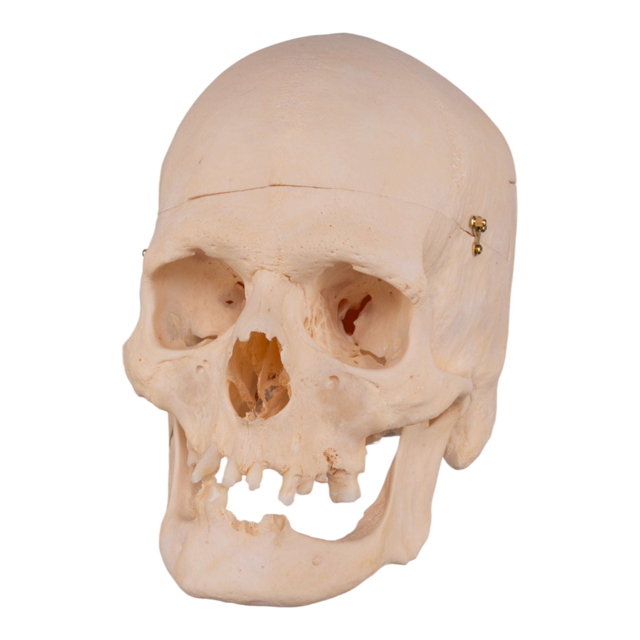 Authentic Human Skull Model for Medical Research & Anatomy Study - Perfect for Medical Training, Classroom Education & Halloween Decor