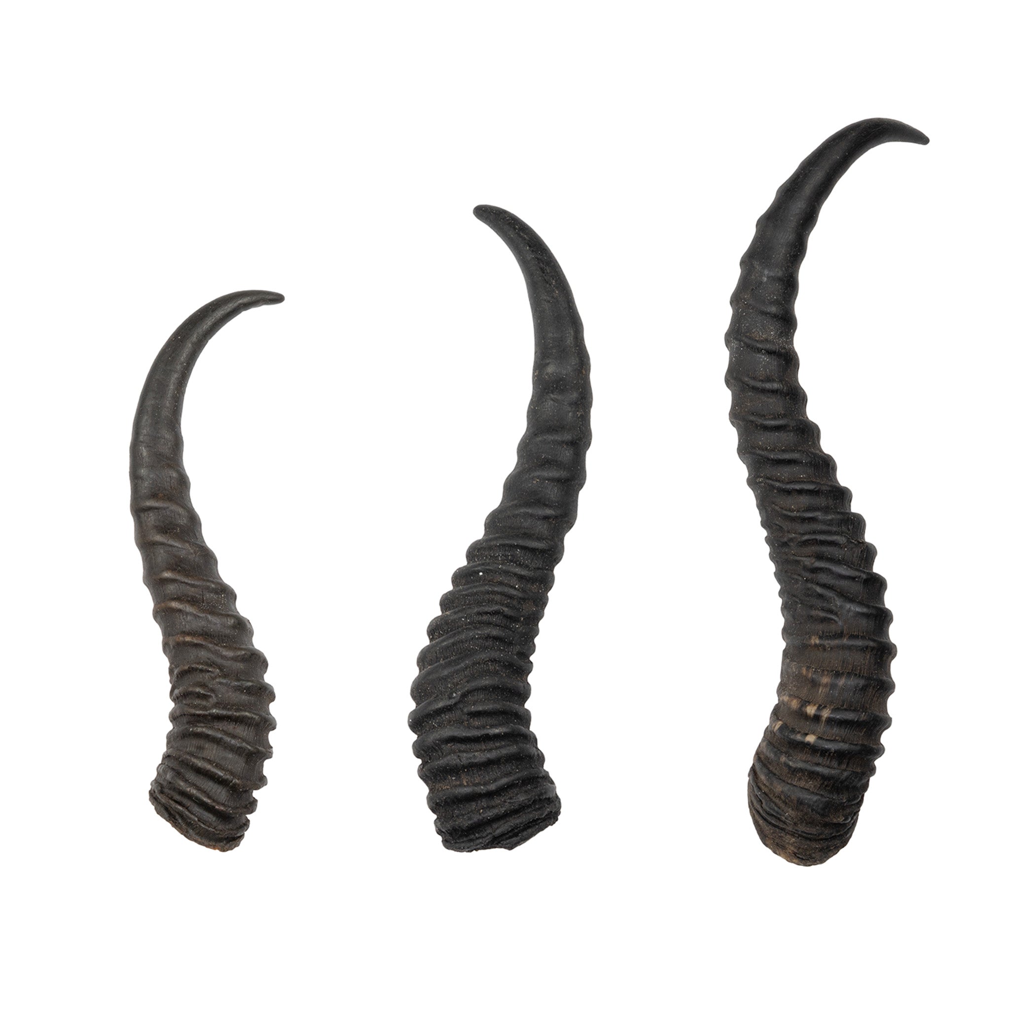 Authentic Springbok Horn - Genuine African Antelope Horn for Home Decor, Crafts & Jewelry Making - Perfect for DIY Projects, Wall Art & Unique Gifts