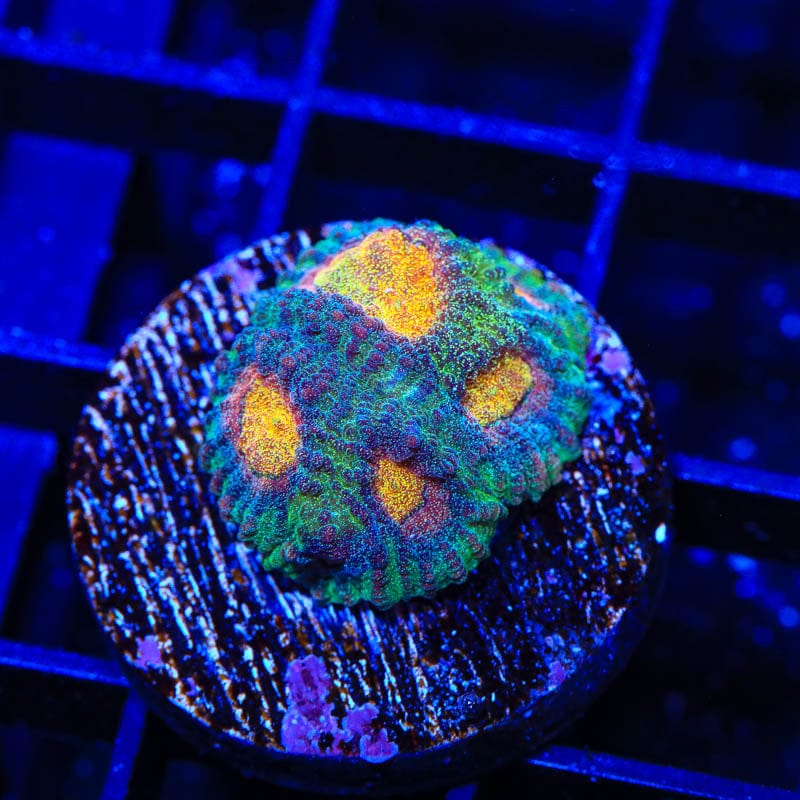Premium CB Angel Eye Favia Coral for Saltwater Aquariums - Vibrant Coral for Reef Tanks & Marine Displays | Perfect for Aquascaping and Coral Propagation