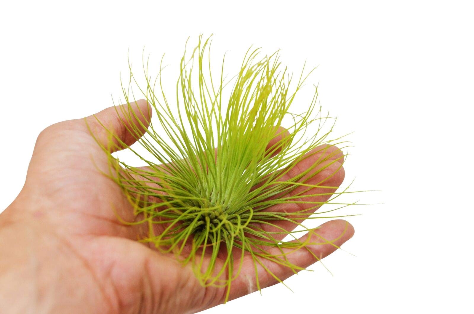 Adreana Air Plant with Fertilizer - Low Maintenance Indoor Plants for Home & Office Decor - Perfect for Terrariums, Wall Displays & Gifts