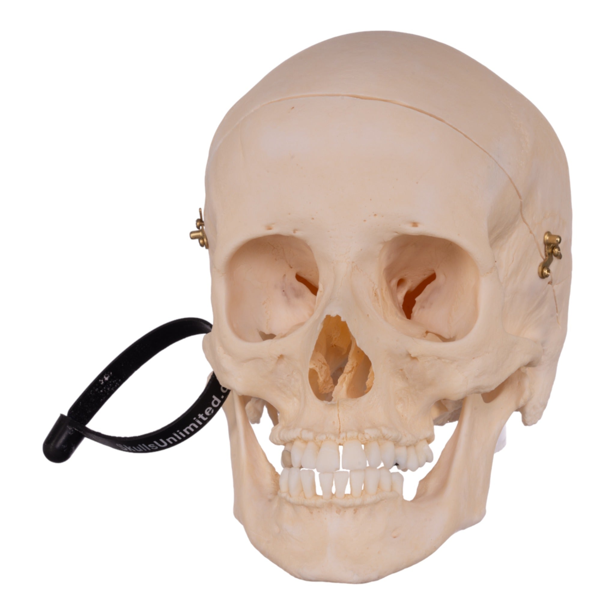 Premium Anatomical Human Skull Model - Accurate Medical & Educational Replica for Students, Doctors & Collectors | Perfect for Classroom, Lab Study & Halloween Decor