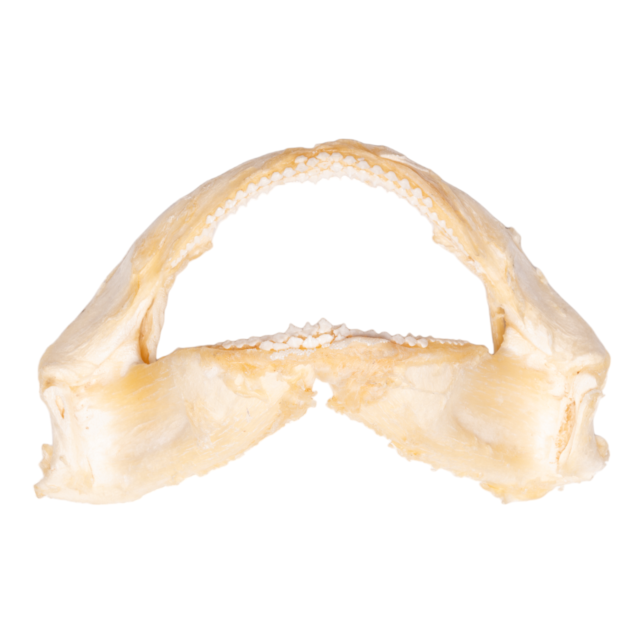 Authentic Tawny Nurse Shark Jaw - 7.5 Inches - Rare Marine Biology Specimen for Collectors & Home Decor - Perfect for Ocean-Themed Displays, Educational Projects & Unique Gifts