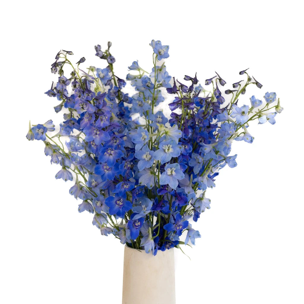 Premium Blue Assorted Designer Delphinium Flower Pack - Perfect for Wedding Bouquets, Home Decor & Garden Arrangements